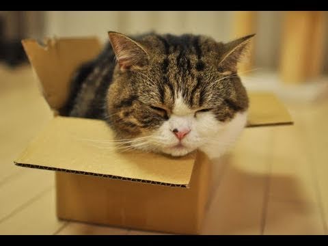 Thumb Maru and His Small Box