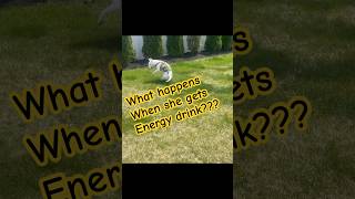 No Trys An Energy Drink