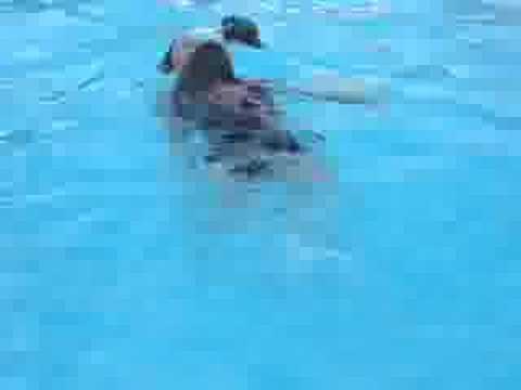 italian greyhound swimming