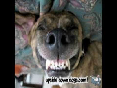 Imagenes Y Videos Graciosos | animales graciosos tontos y divertidos youtube Imagenes Y Videos Graciosos | animales graciosos tontos y divertidos youtube