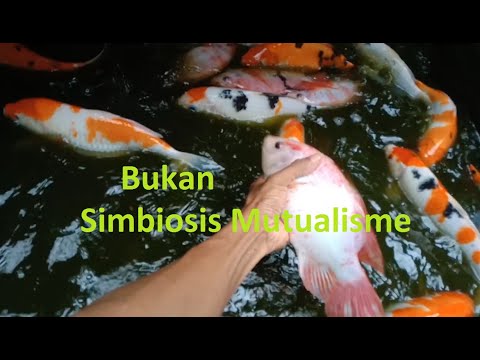 Panen Ikan Nila dikolam Koi (Akibat Pompa filter mati 10 hari)