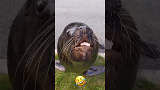 Have You Ever Seen A Sea Lion Smile?