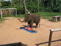 Thai Elephant Massage - by a Cute Baby Elephant in Koh Samui [Official]
