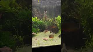 30 Piranha VS!!! (MOUSE)