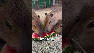 Capybaras Eat Watermelon
