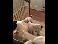 Puppies running up & down stairs