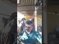 ELMALILI YUSUF ÖZ BİR KUZU DA TAŞ DİBİNDE MELİYOR