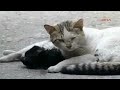 Gatinho Fazendo Massagem Cardíaca