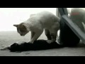 Gatinho Fazendo Massagem Cardíaca