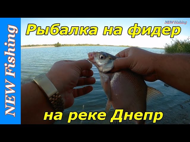 Рыбалка на фидер на реке Днепр