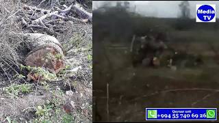 Qusar Rayonunda Meşə Zolaqların Kimlər Qırır?