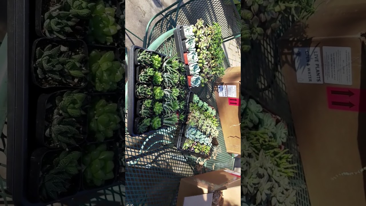 "Plants Look Wonderful!" - Testimonial