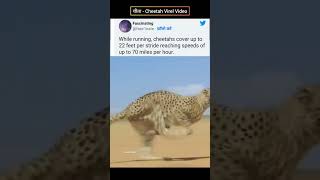 Cheetah Running Virel Video