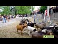 Balvano 2015 S Vito Benedizione Degli Animali images Balvano 2015 S Vito Benedizione Degli Animali