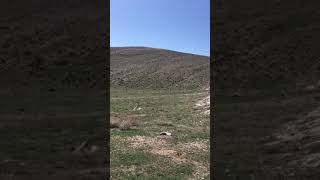 Alpaslan Yıldız