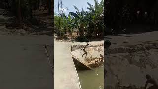 Mandi Di Kali