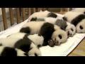 China Baby Pandas