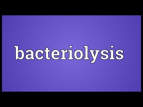 Header of bacteriolysis