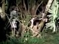 image Hantu Nyata Penangkapan Pocong Di Kampung Kendayakan
