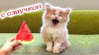 Приколы С Котами С Озвучкой! Смешные Коты! Самые Смешные Животные! До Слёз!