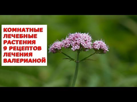 Презентации для классного часа в 7 классе Поздравления коллеге учителю с 55 летием женщине