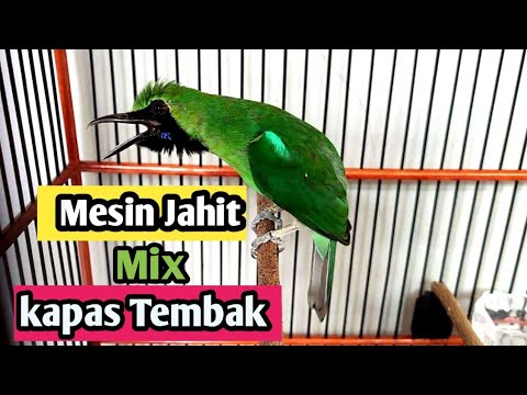 pancingan Cucak Ijo Bongkar Isian Mesin Jahit Mix Kapas Tembak