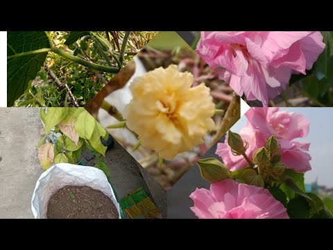 ছাদ বাগানের গাছে দের মাটি প্রস্তুত। কি ভাবে মাটি তৈরি করি এবং তা প্রোয়গ করি। খুব কম খরছে প্রুচুর ফুল ছাদ বাগানের গাছে দের মাটি প্রস্তুত। কি ভাবে মাটি তৈরি করি এবং তা প্রোয়গ করি। খুব কম খরছে প্রুচুর ফুল