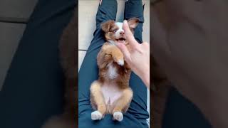 Tickle Attack Funny Dogs