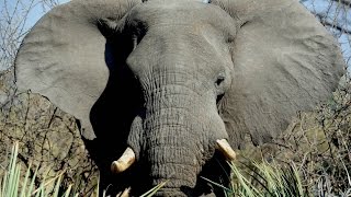 FUNNY ELEPHANT ATTACK