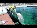 Beluga whale paints pictures in Japan aquarium