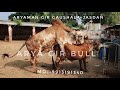 Youngest Gir Bull Arya | 200 Cow Breeding | ARYAMAN GIR GAUSHALA