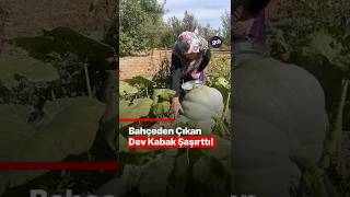 Bursada 40 Kiloluk Dev Kabak Şaşkına Çevirdi
