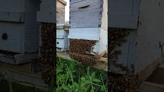 Honey Bee Live Is Live Bees Are Bearding Its Hot