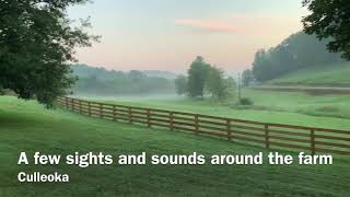 Sights and Sounds on the Farm