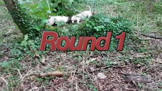 Staffordshire Bull Terrier Vs Springer Spaniel Fight