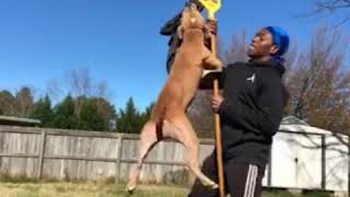 Chinaman X Boyles 6 Yrs Old, Straight Drive