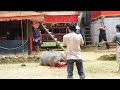 Upacara Adat Tana Toraja