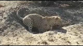 Lion Find Warthog House / Lion & Leopard Hunting Warthog