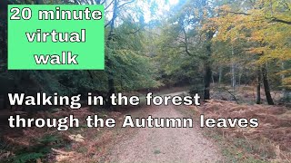 Virtual Autumn Walk - 20 minutes walking through the forest with Fall colors