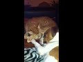 Basil, our jack rusell dog and Putin, our fiery red cat playing