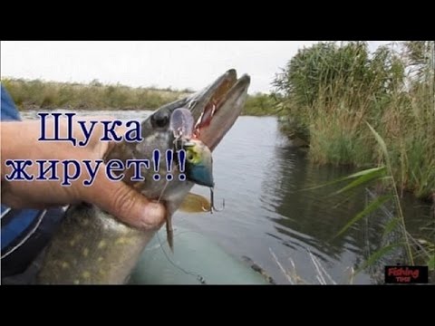 смешная рыбалка на щуку смешная рыбалка на щуку