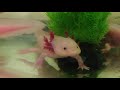 10 Incredible Animals You Should Know About