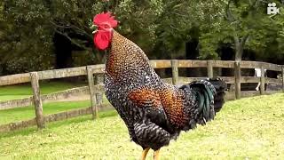 Rooster Crowing Loud In The Early Morning