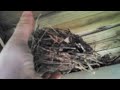 Robin (Bird) Nest in my Backyard (05-13)