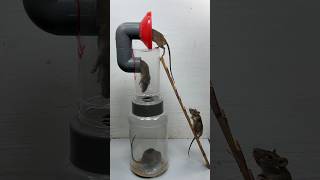 Perfect Homemade Mouse Trap From Old Plastic Jar // Mouse Trap 2 #Rattrap #Rat #Mousetrap