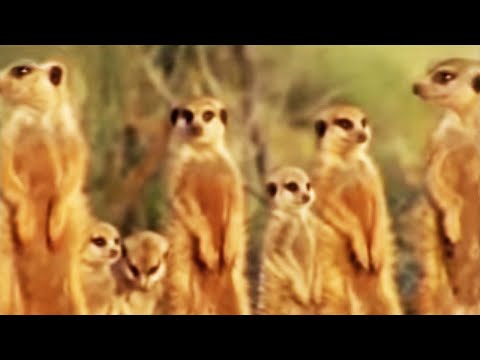 Meerkat family in Africa - BBC wildlife
