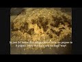 Camponotus noveboracensis Using Microhabitat and Larvae Cocooning [HD]