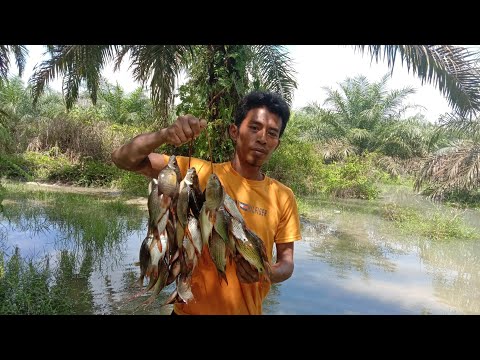 During the flood season, installing nets in overflowing rivers produces abundant results