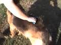 Shedding Rake – German Shepherd Grooming Tools