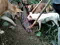 image Berburu Baby Di Padang Sidimpuan Di Sinior 2